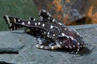 Spotted Raphael Catfish 6cm+
