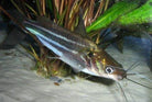 Dwarf Striped Catfish 10 Cm
