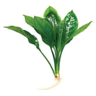 Assorted Amazon Swords Medium - Nature Aquariums