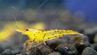 Yellow King Kong Shrimp