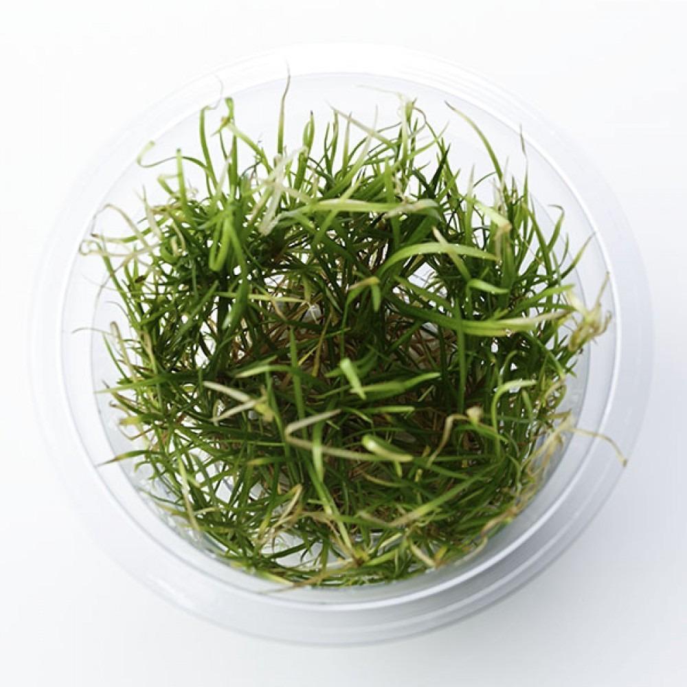 Echinodorus tenellus Pygmy Chain Sword Tissue Culture 5cm pot - Nature Aquariums