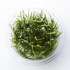 Echinodorus tenellus Pygmy Chain Sword Tissue Culture 5cm pot - Nature Aquariums