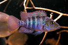 Turquoise Cichlid Robertsoni 4.5 Cm