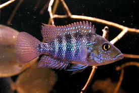Turquoise Cichlid Robertsoni 4.5 Cm