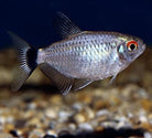 Balloon Red Eye Tetra