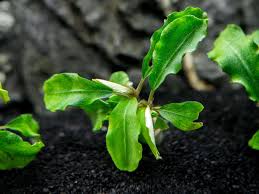 Bucephalandra "Wavy Green" on Rock - Nature Aquariums