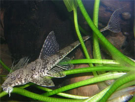 Whiptail Catfish Filamentosa 4cm+