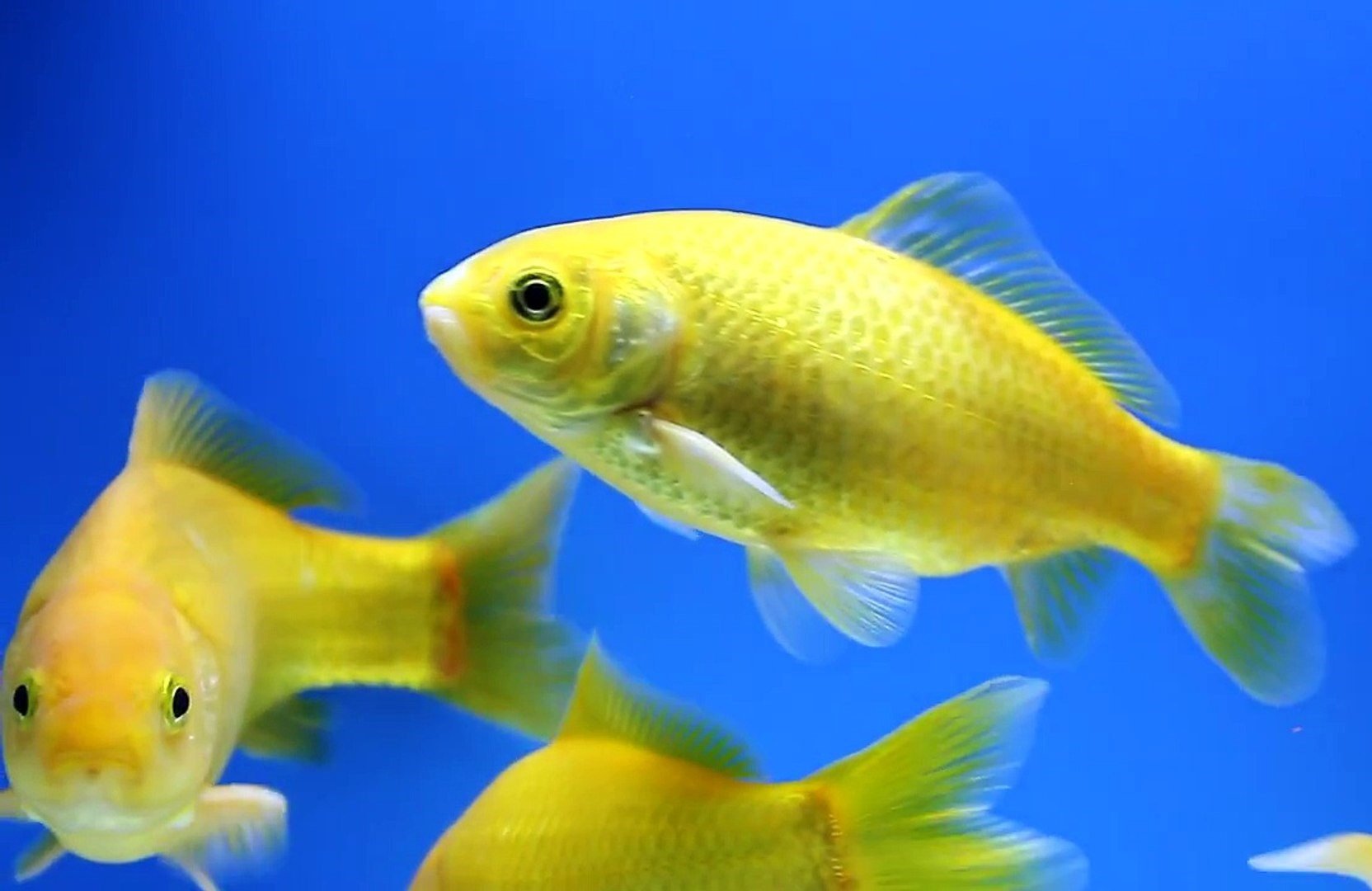 Gold Yellow Comet 7cm
