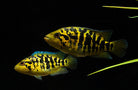 Parachromis multifasciatus 5 Cm