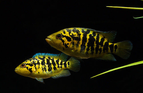 Parachromis multifasciatus 5 Cm