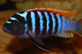 Zebra Red Top Black Bar 5 Cm